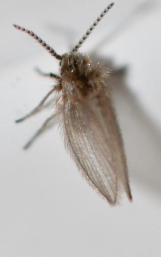 Psychoda sp.